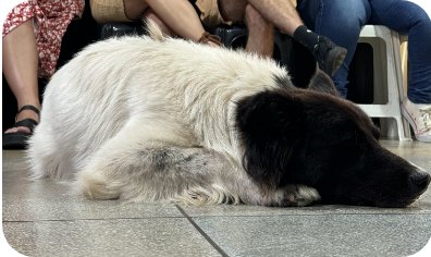 Cachorro dormindo no meio do escritório